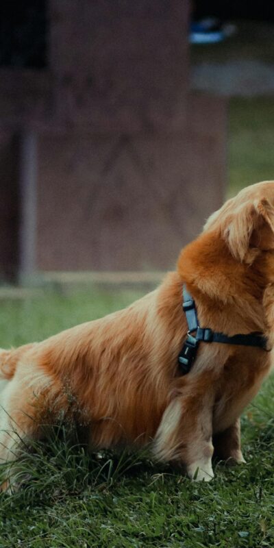 A golden retriever wearing a harness sits on lush green grass outdoors.