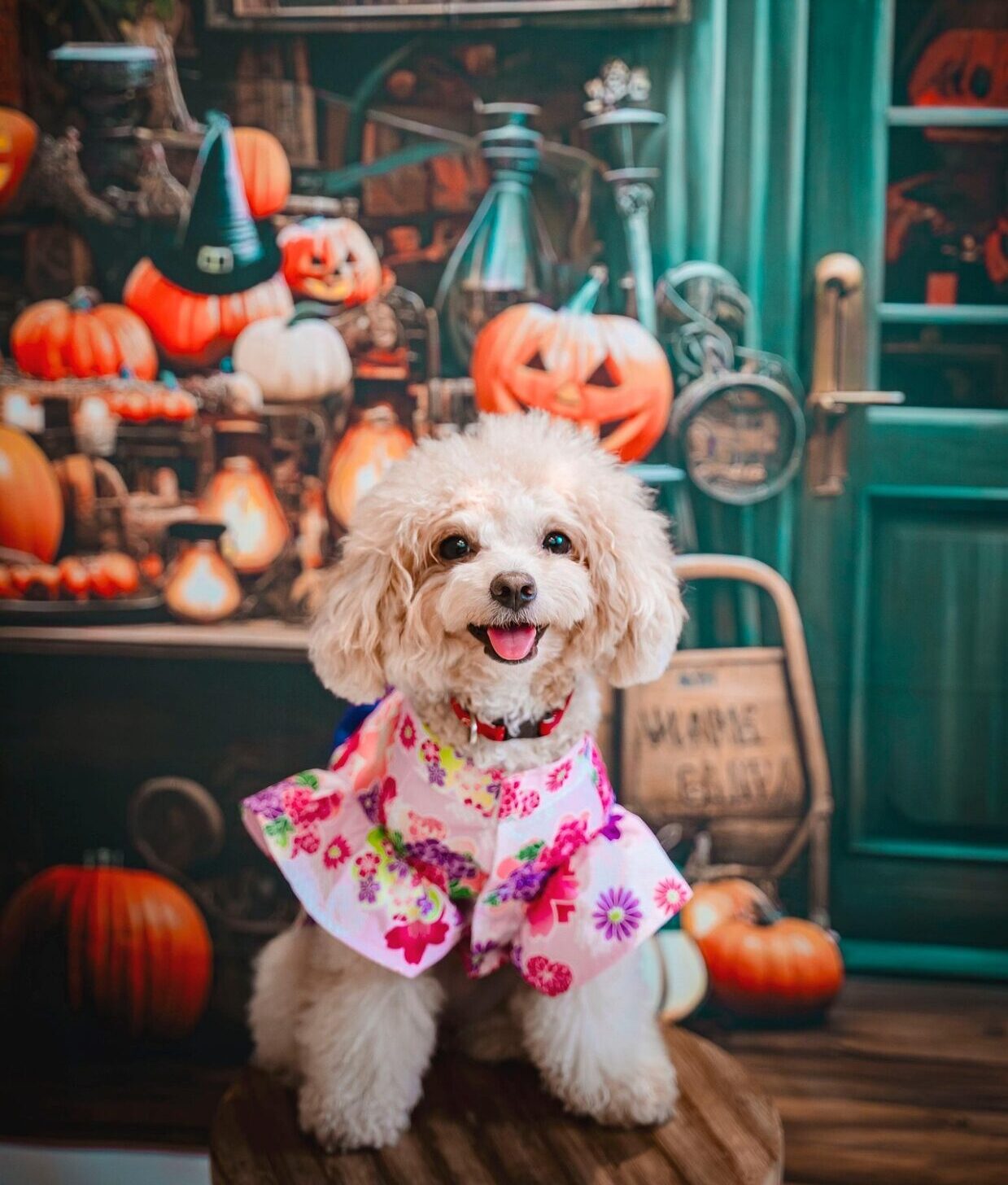 🎃 How to Keep Your Pets Safe on Halloween: Candy, Costumes, & Trick-or-Treat Safety