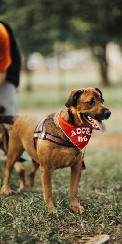 Friendly dog with adoption bandana standing in park, ideal for pet adoption themes.